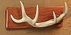 Antlers Hooks Plaque